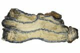 Mammoth Molar Slice with Case - South Carolina #165137-1